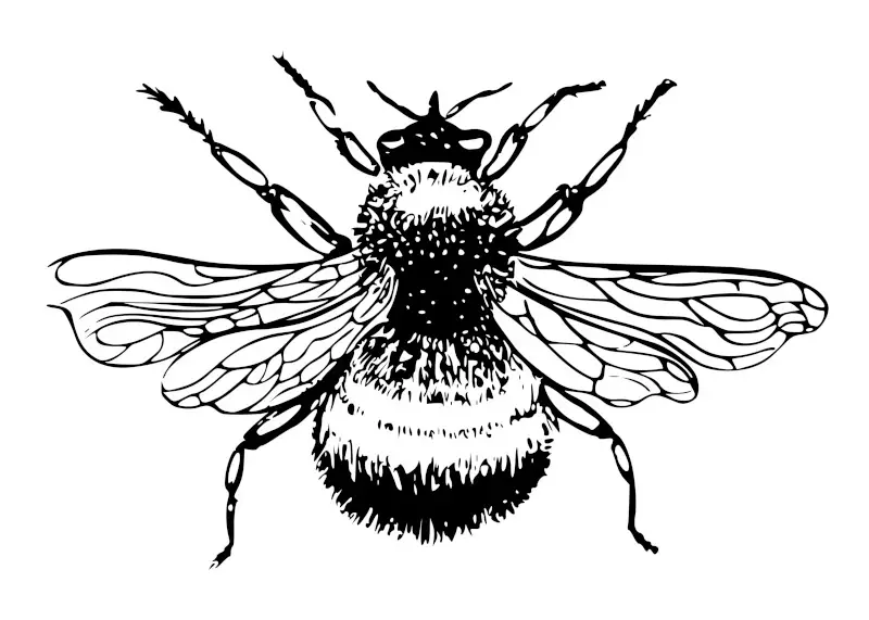 Bumblebee Insect Vintage Illustration Drawing Easy Idea